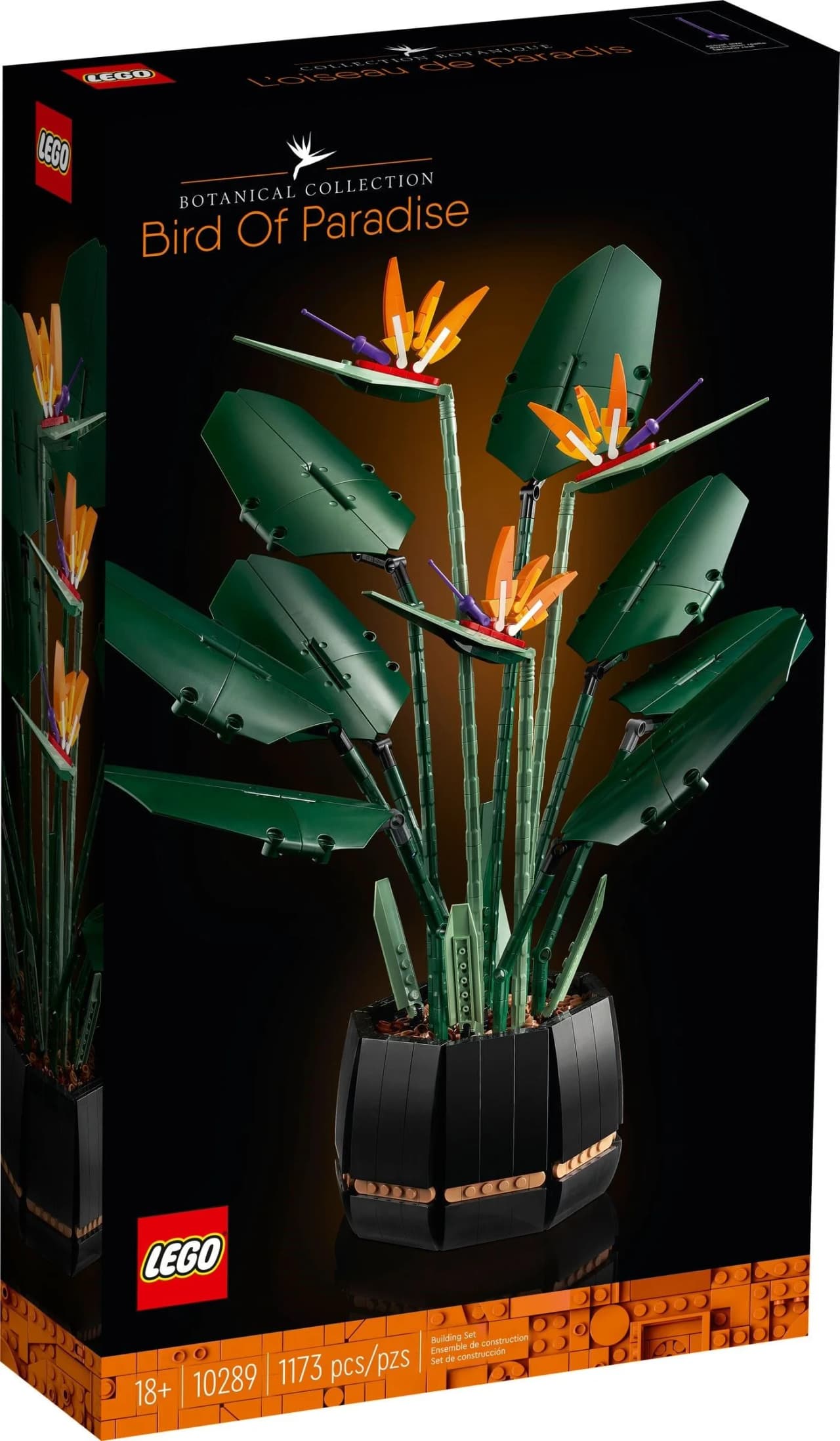 Botanical Collection Strelicja królewska