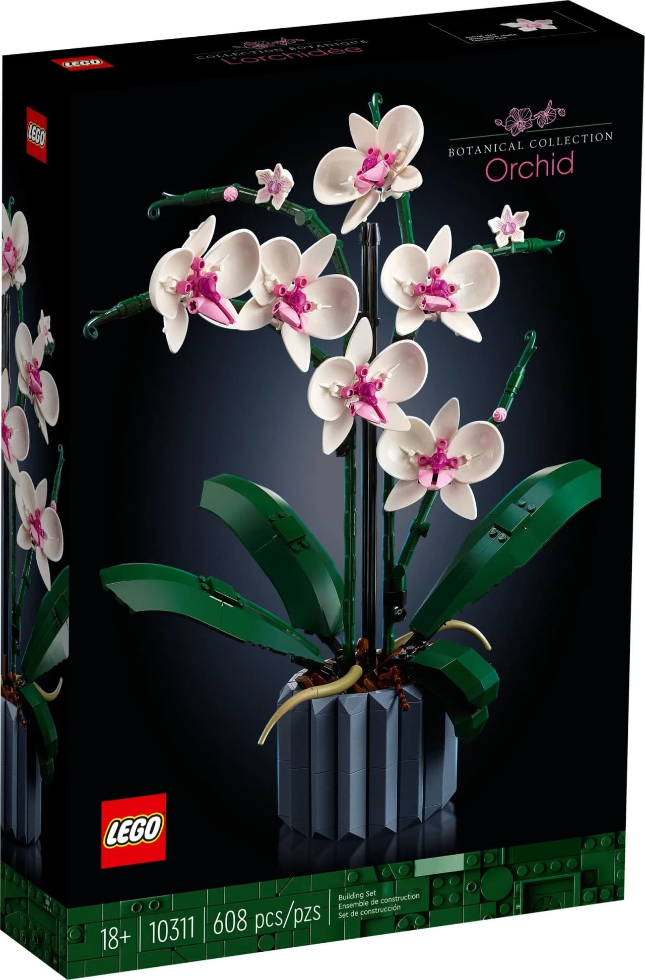 Orchidea