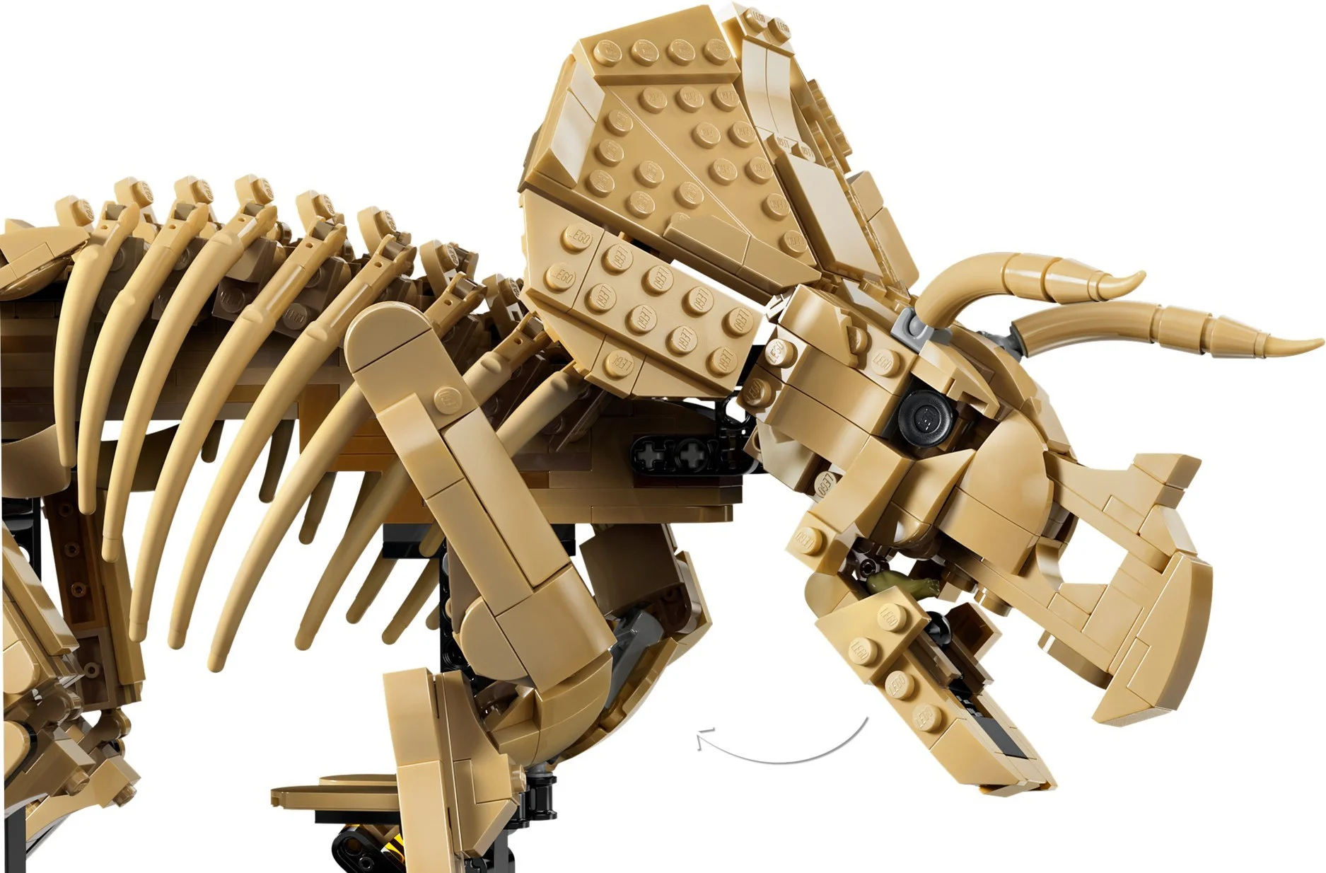 LEGO® 77985 Szkielety dinozaurów: triceratops - zdjęcie 15